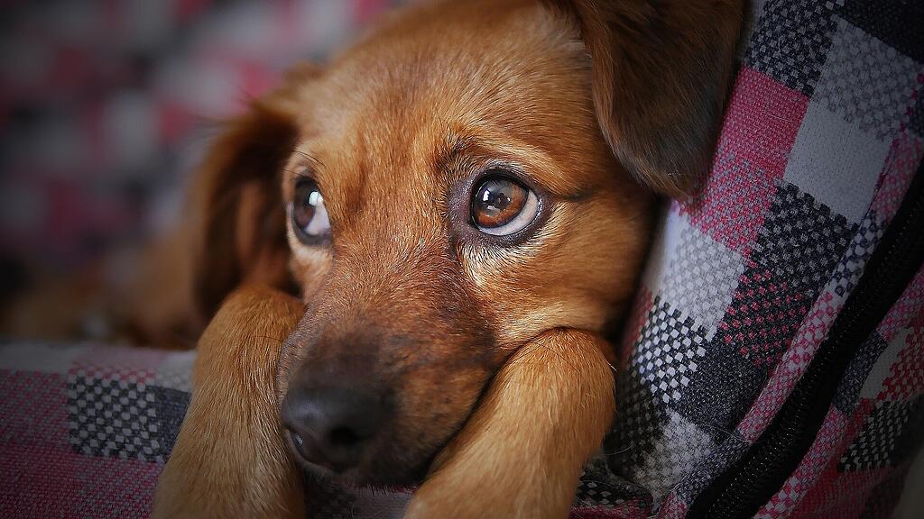 Symb_Hund Symb_Welpe