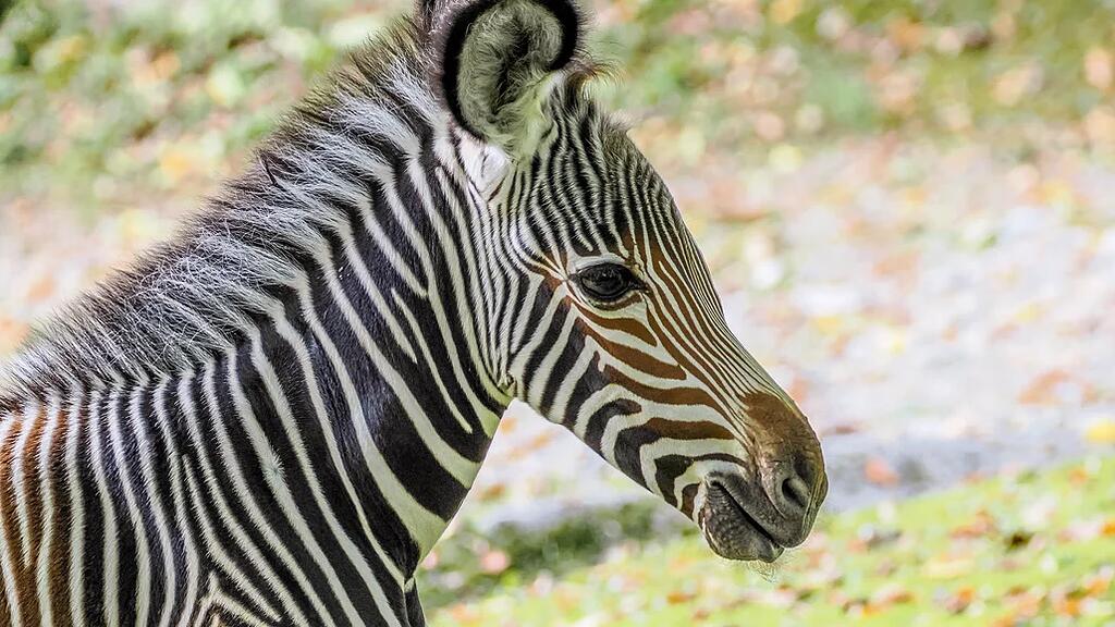 Zebrafohlen Zoo Salzburg