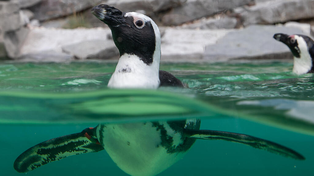Zoo Salzburg, Brillenpinguine