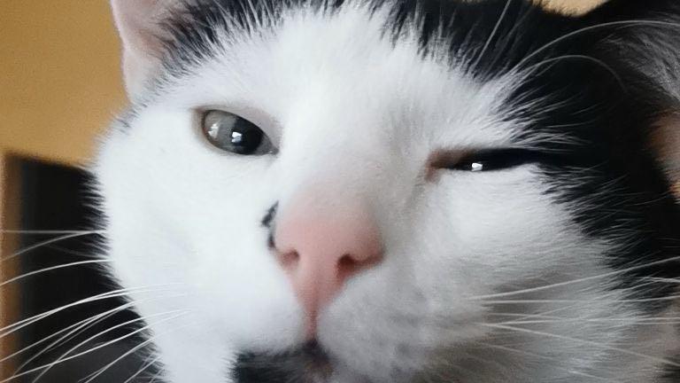 Weltkatzentag 2025