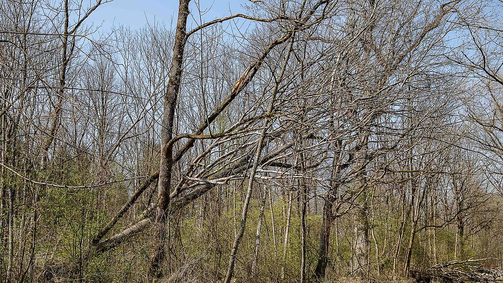 20190401_fmt_schaeden_nach_winterstuerme_mw1-7.jpg