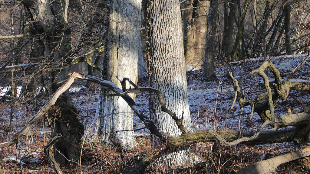 20250116_fmt_baumfaellung_Lepiweiher_mw-22.jpg
