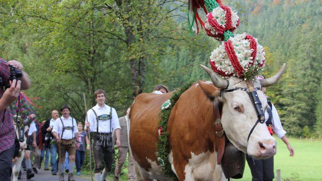 Bilder vom Almabtrieb