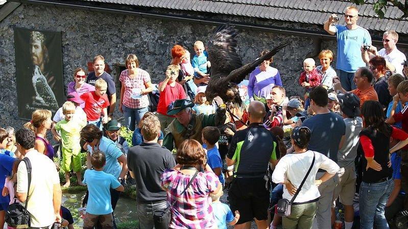 Falkenshow auf Burg Hohenwerfen