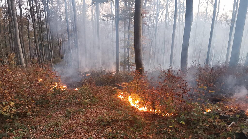 Waldbrand, Wienerwald