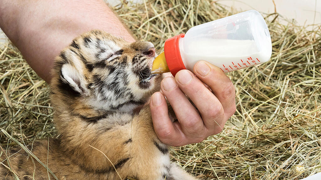 Tigerbabys Schönbrunn
