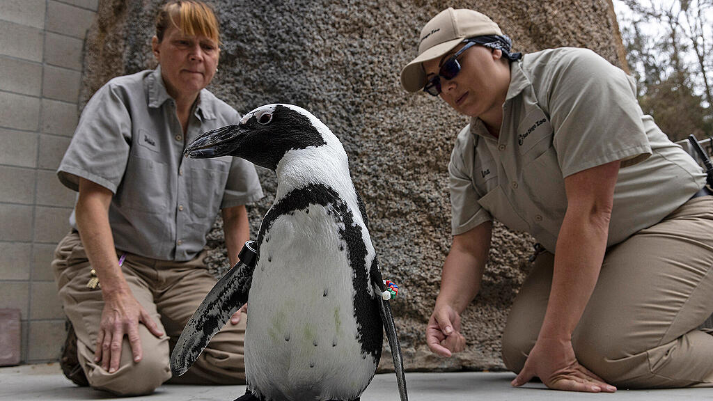 Pinguin_orthopädische Schuhe