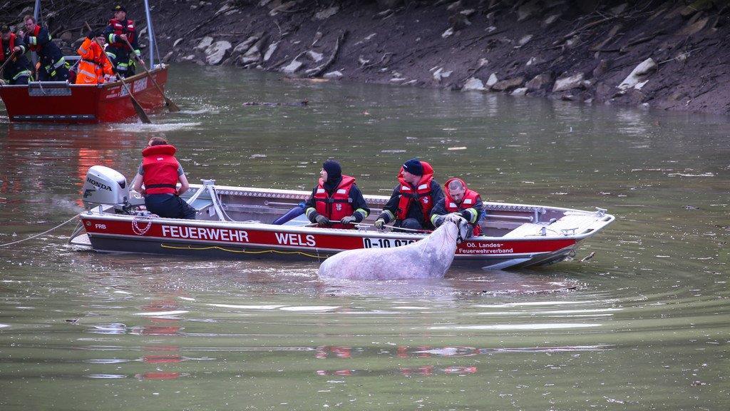 Pferderettung durch die Feuerwehr