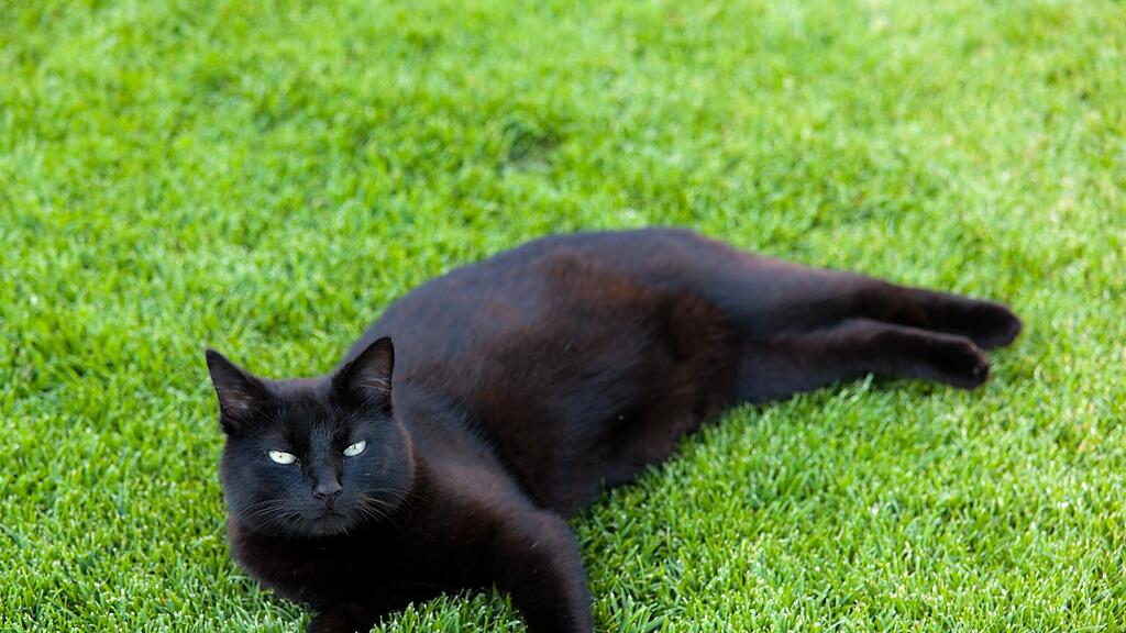 Drei Jugendliche quälten eine Katze so lange, bis sie starb.