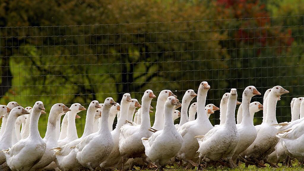 Etwa 250.000 Gänse landen in Österreich jährlich rund um den 11. November auf den Tischen (Symbolbild).