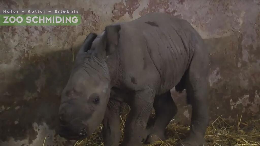 Nashorn, Zoo Schmiding