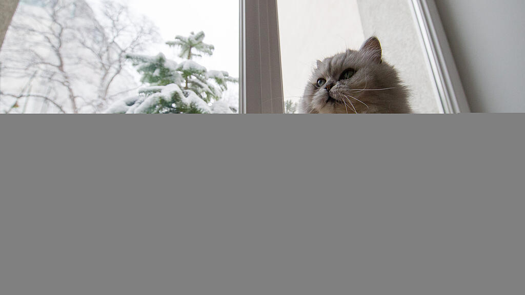Katze
