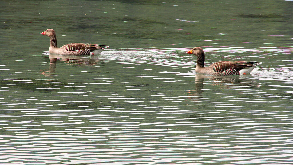 Vögel, Enten, SB