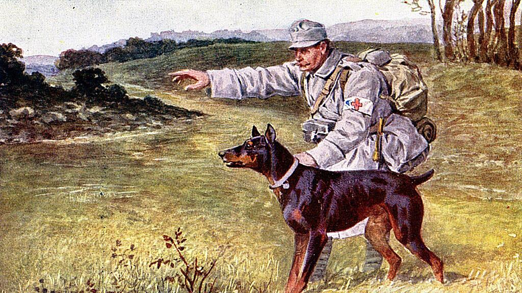 Dobermann wird als Sanitätshund zur Suche nach Verwundeten entsandt.