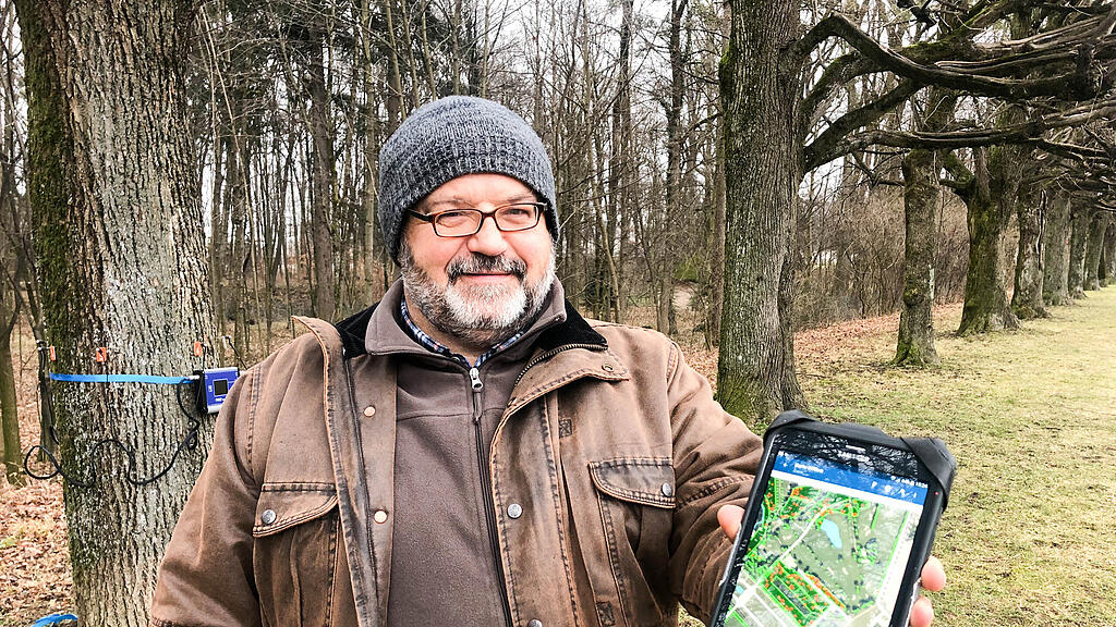 Schlosspark Kleßheim, Baum