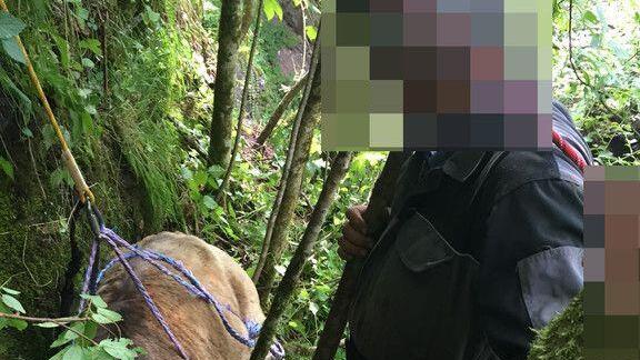 Kalb aus Felswand gerettet