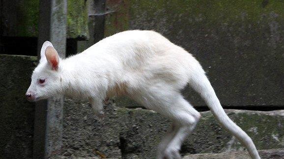 Die beeindruckendsten Tierbilder KW 26