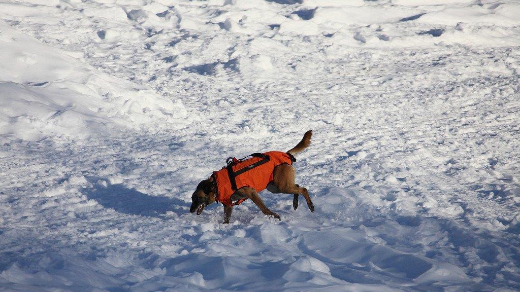 Superhunde im Einsatz