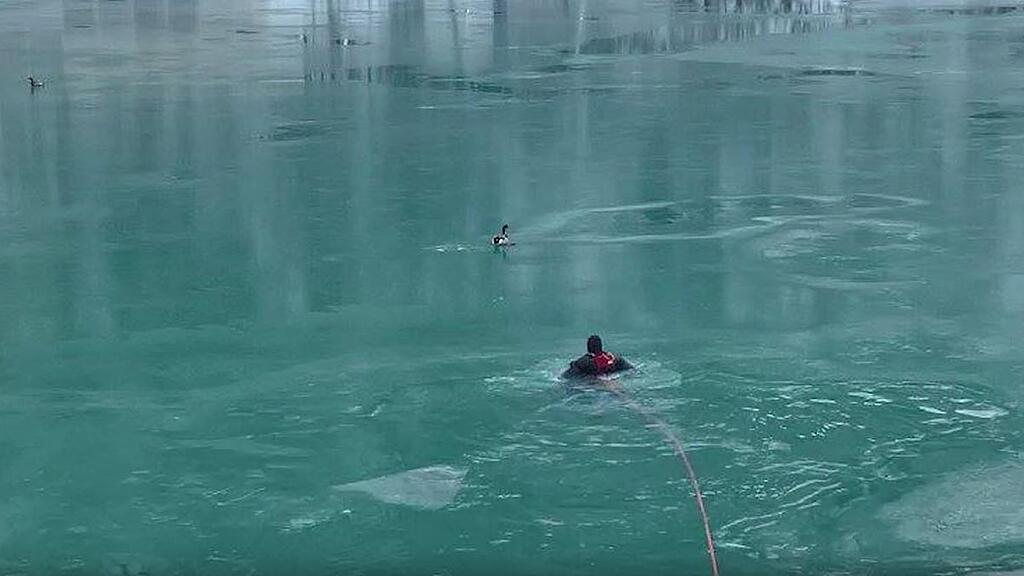 Die Wasserretter holten die festgefrorenen Tiere aus dem Staubecken.