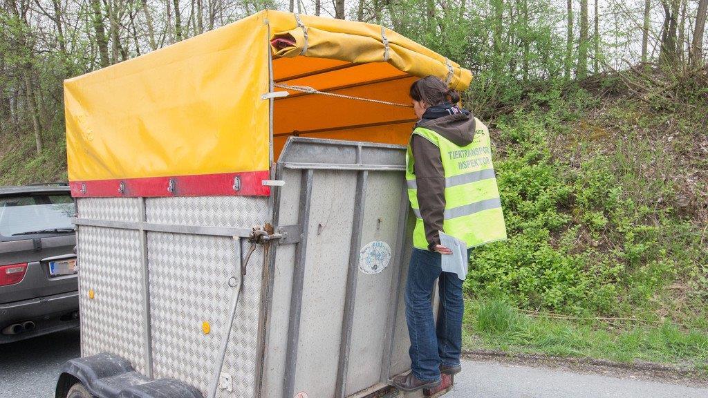 Tiertransporte kontrolliert