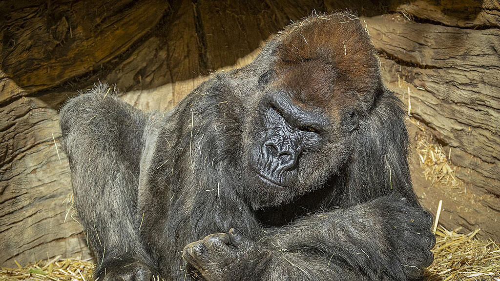 Gorilla Winston