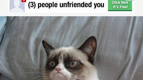 Tard, the grumpy cat: Die besten Memes