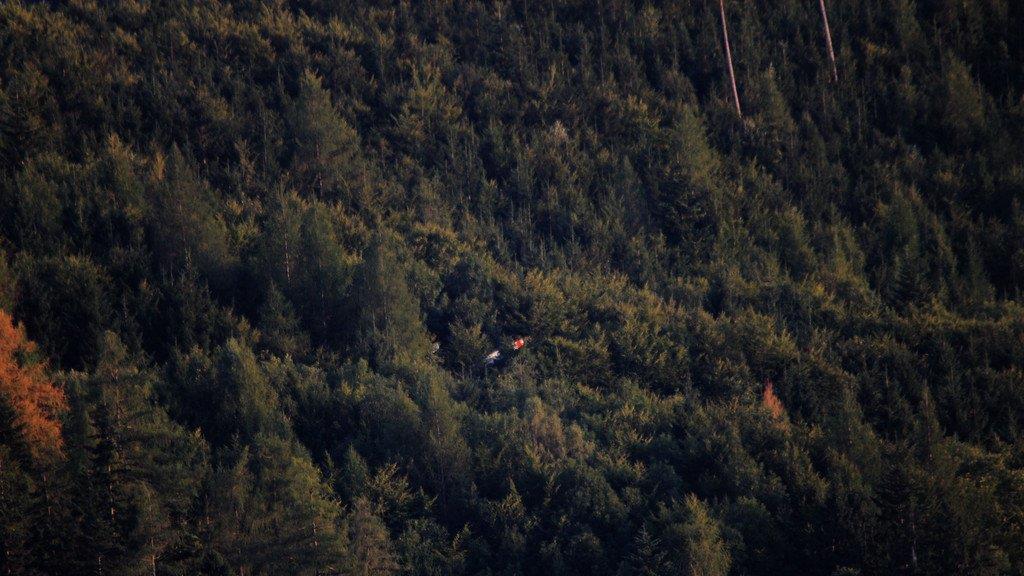 Segelflugzeug in Baumkronen