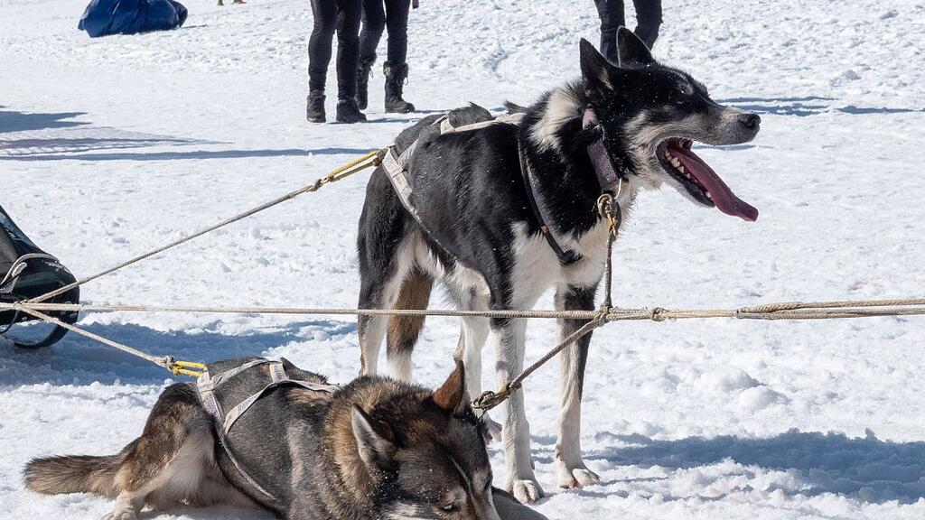 Schlittenhunderennen in Sportgastein