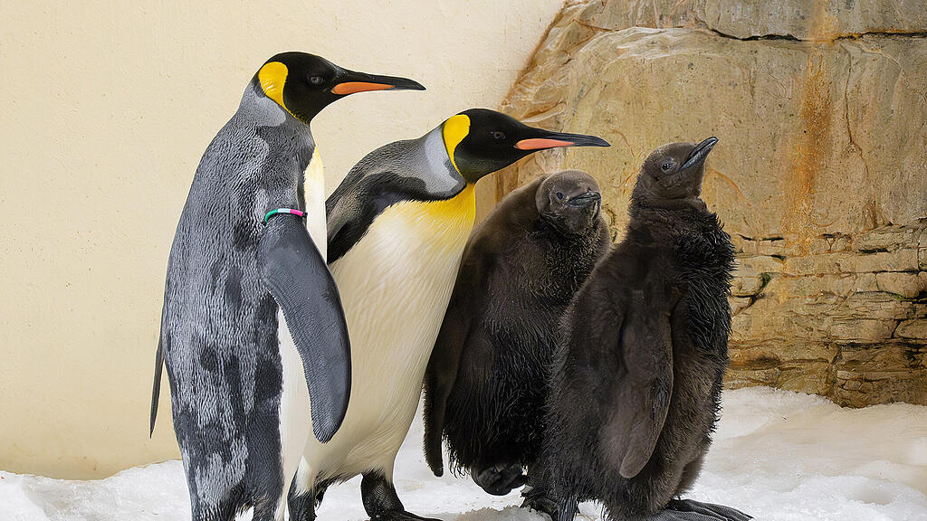 Pinguine_Schönbrunn