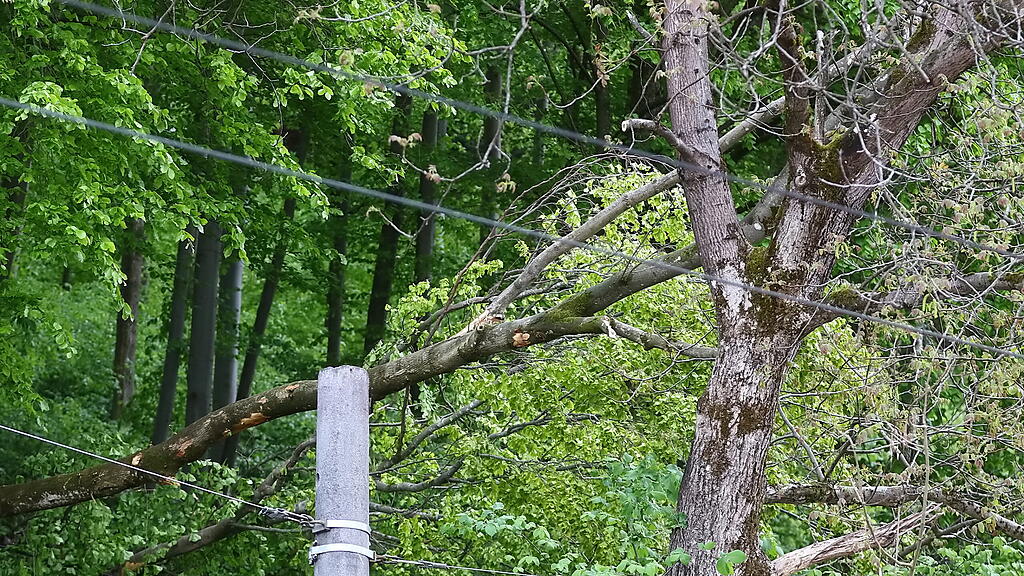 Baum fällt auf Stromleitung