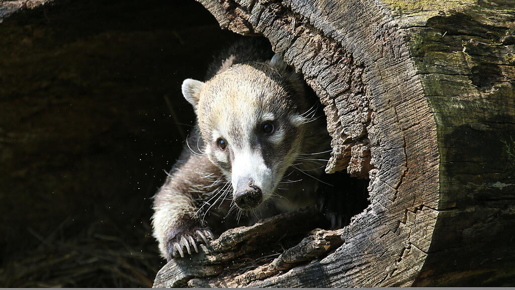 Weißrüsselnasenbär Jacques, Zoo Salzburg