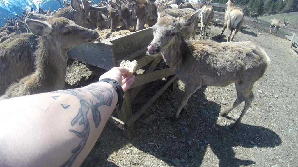 Zu Besuch beim Hirschflüsterer