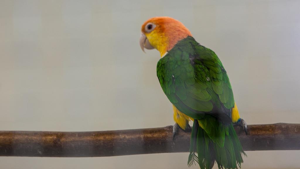 Kleintierausstellung