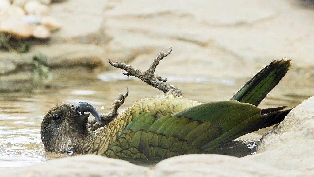 Badespaß im Tiergarten Schönbrunn