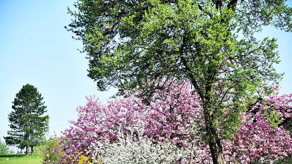 In Salzburg zieht der Frühling ein.