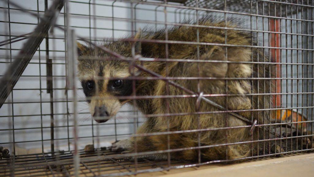 Waschbär zeigt Kletterkünste