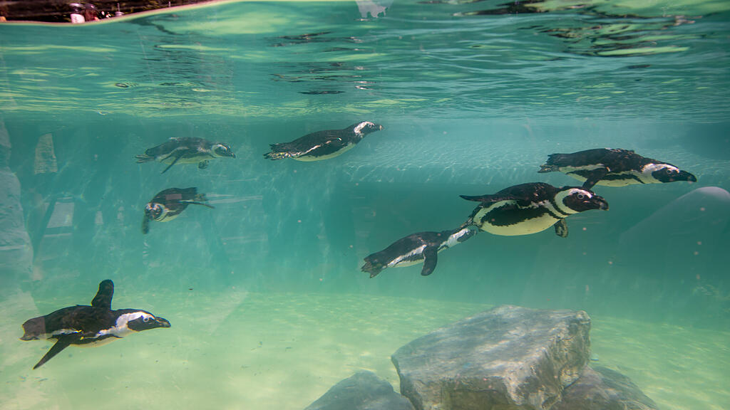 Zoo Salzburg, Brillenpinguine