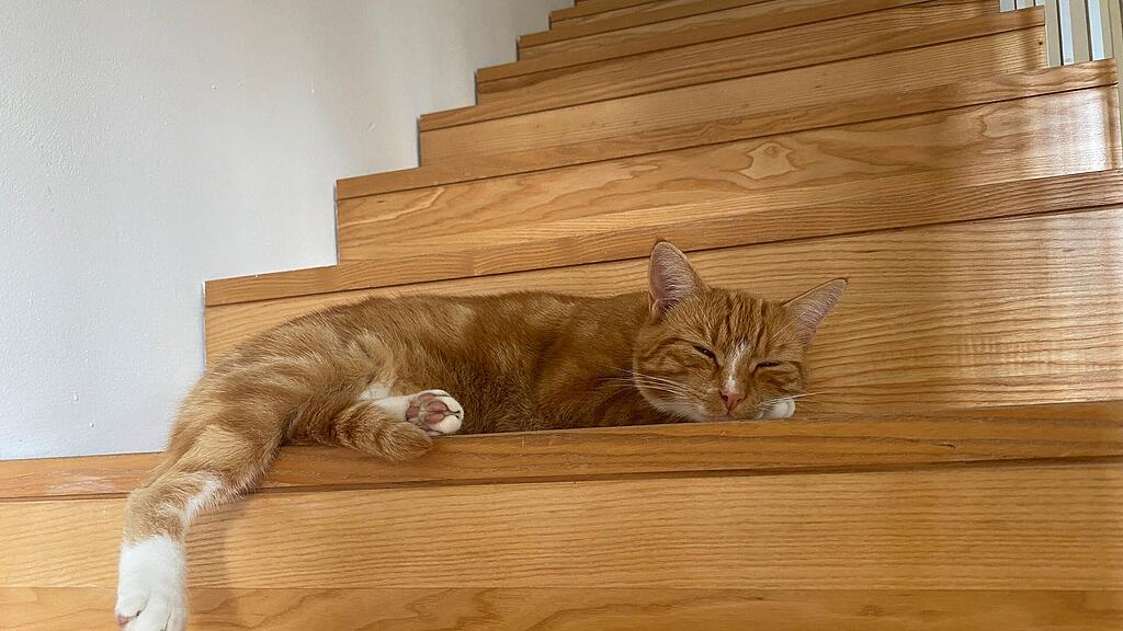 Weltkatzentag 2025