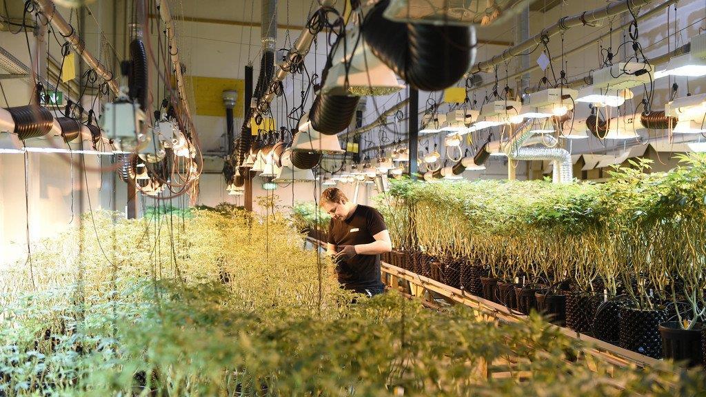 Legale Cannabiszucht