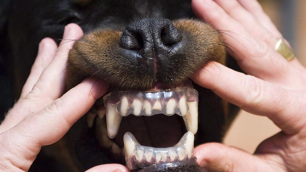 Das Kind wurde von dem Hund angegriffen.