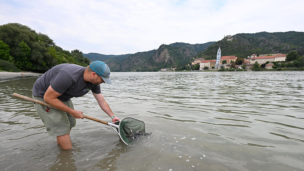 300.000 Störe in der Donau ausgewildert