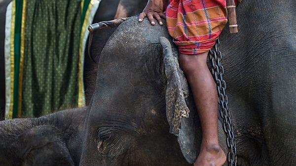 Tourist zog Elefant am Schwanz und löste Wutanfall aus