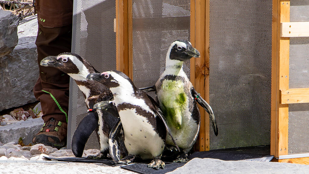 Zoo Salzburg, Brillenpinguine