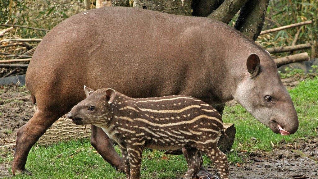 Der Nachwuchs im Zoo Salzburg