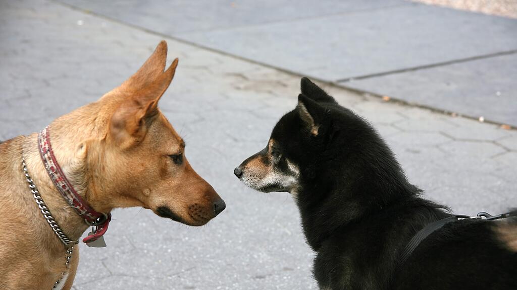 Die drei Hunde, die nicht angeleint waren, begannen zu raufen.