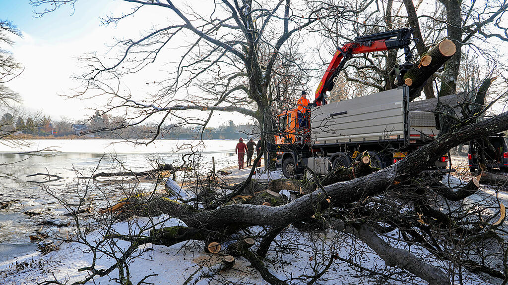 20250116_fmt_baumfaellung_Lepiweiher_mw-17.jpg