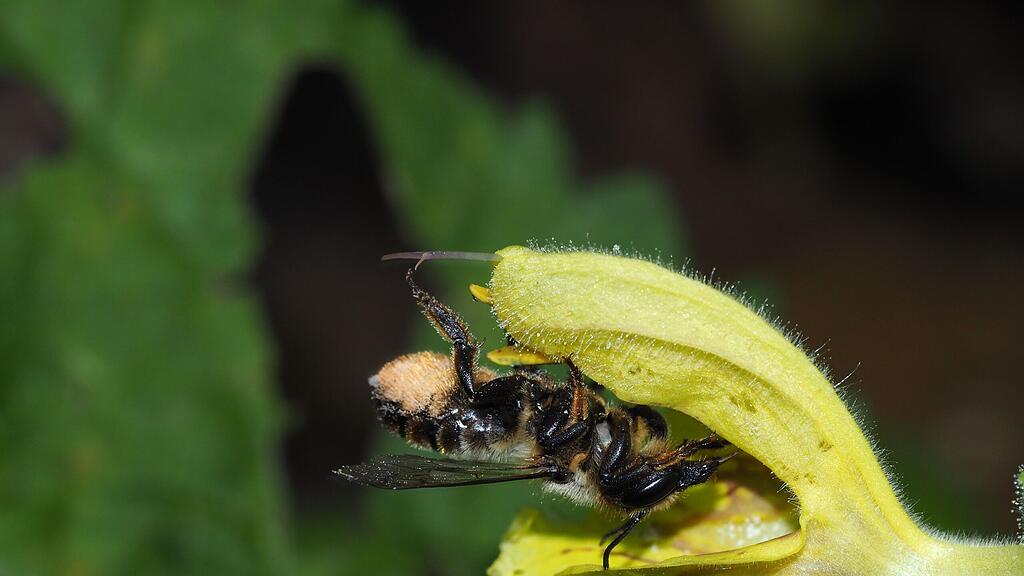 Die Wilbienen sind zurück.