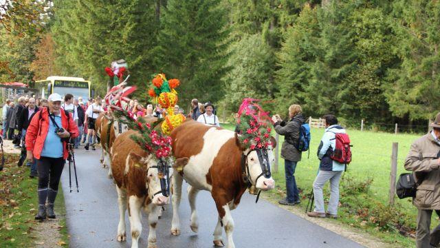Bilder vom Almabtrieb