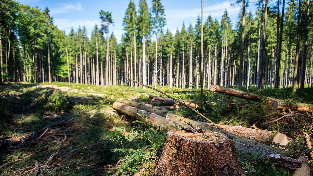 Wald