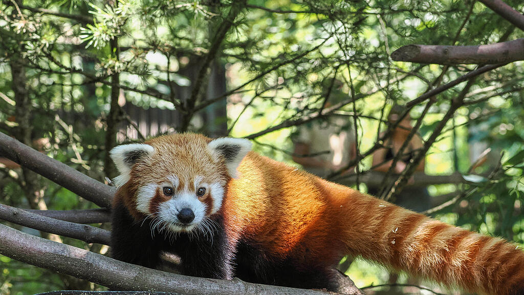 Roter Panda Haku erstmals auf Erkundungstour_c_ZooSBG Angelika Köppl (3).jpg